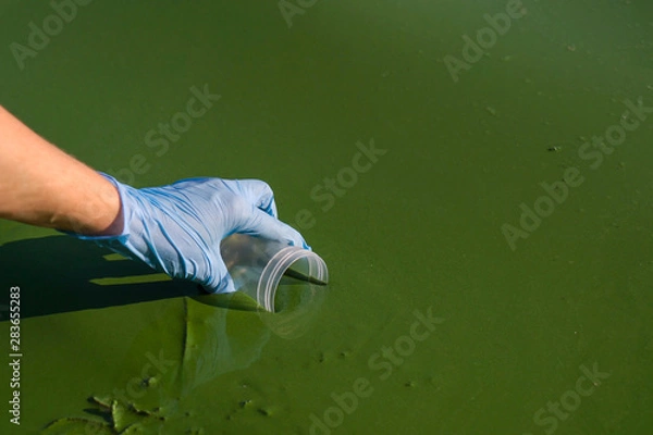 Fototapeta closeup of hand in medical glove taking sample of green algae in container