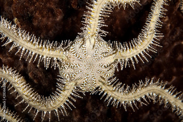 Fototapeta Starfish or sea stars are star-shaped echinoderms belonging to the class Asteroidea