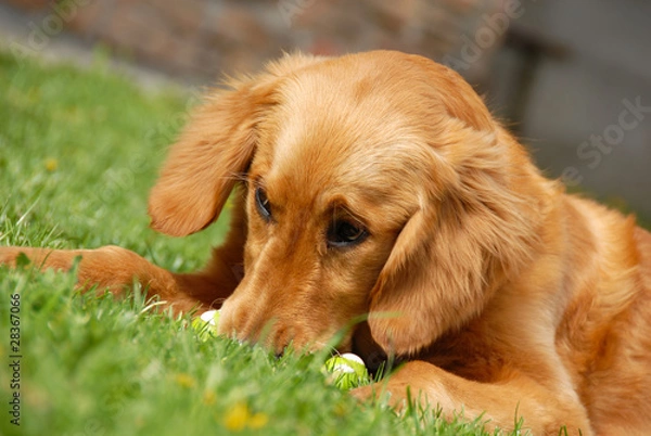 Obraz Golden retriever portrait