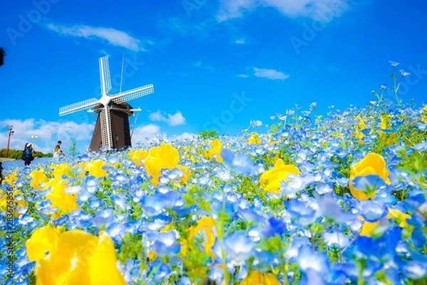 Fototapeta ネモフィラ