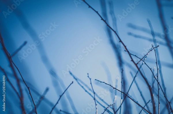 Obraz Twigs with blurred background