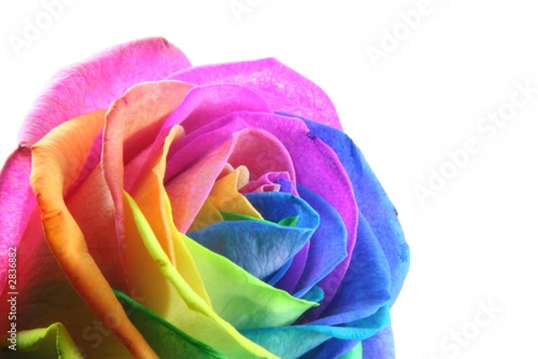 Obraz colorful rose