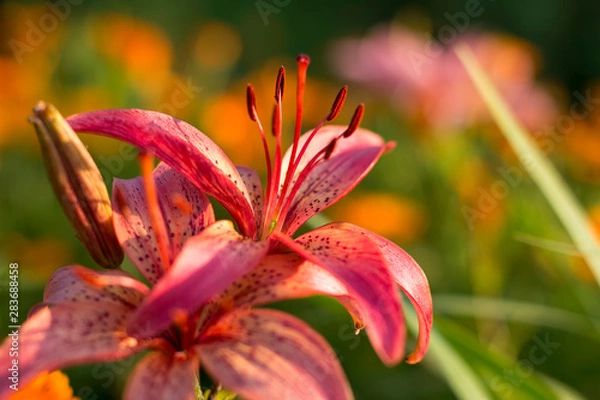 Obraz pink lily in garden