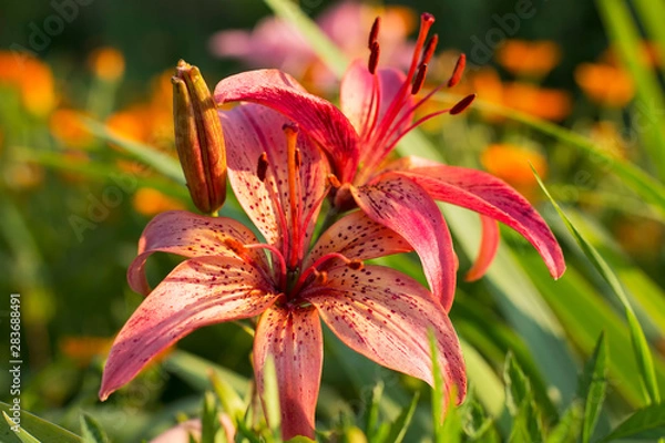 Obraz pink Lily