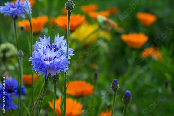Obraz cornflowers in meadow