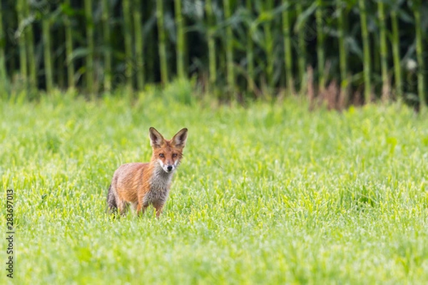 Fototapeta one red fox (vulpes) standing in front of cornfield