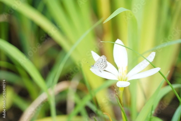 Fototapeta モンシロチョウ