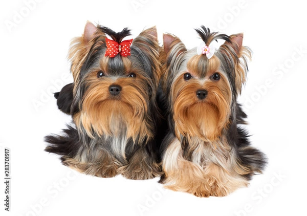 Obraz Two cute dogs