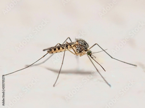 Fototapeta MOUSTIQUE ZOOM MACRO