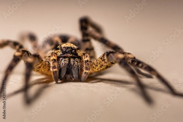 Fototapeta SPIDER ZOOM MACRO