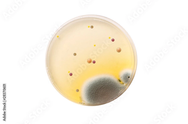 Fototapeta Microbiological plate with bacteria and fungi