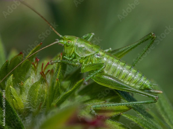Fototapeta GRASSHOPPER Close-up Macro 