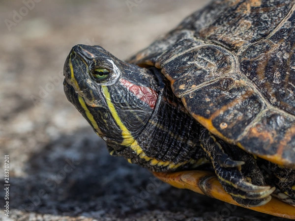 Obraz TURTLE Close-up portrait MACRO