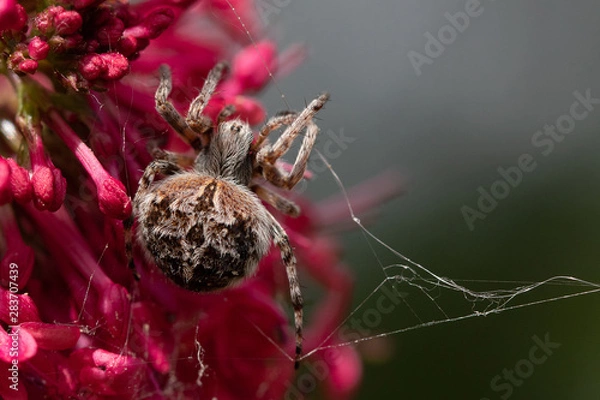 Obraz SPIDER Close up Macro
