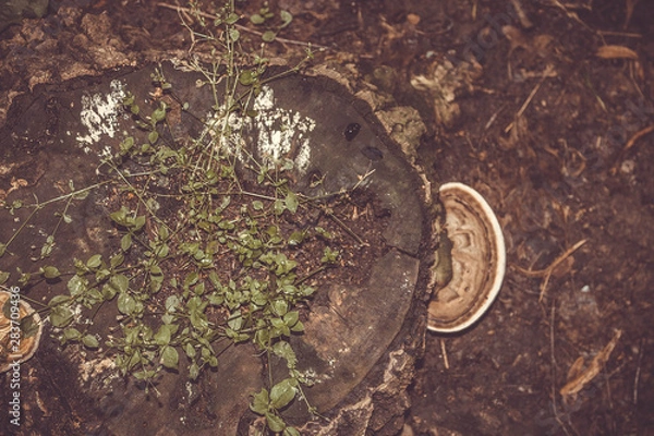 Fototapeta Gray stone wall background, stone background
