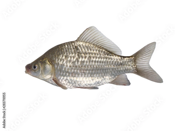 Fototapeta  fish crucian carp  carassius