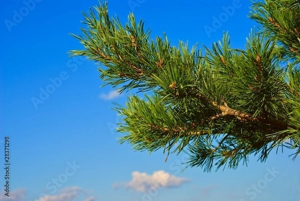 Obraz beautiful pine tree branch on a blue sky background