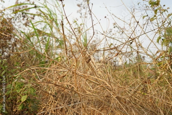 Fototapeta Dried brown bush nature abstract background