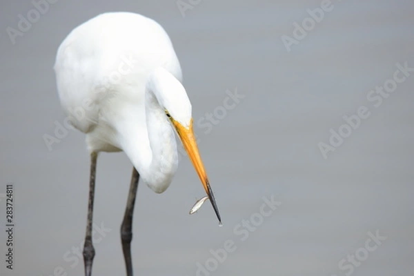 Obraz 小魚を捕まえたダイサギ　Great Egret that caught a small fish