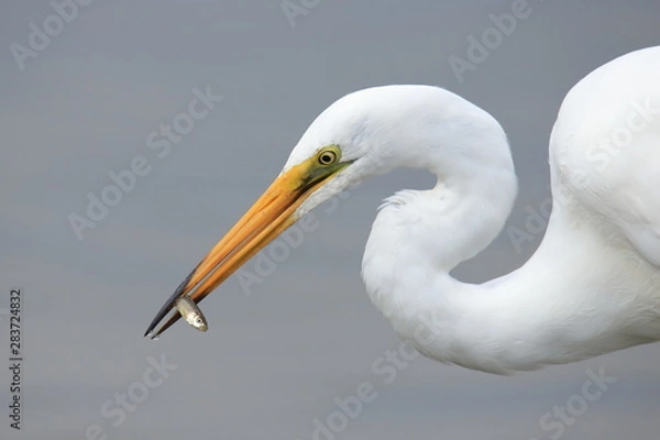 Obraz 小魚を捕まえたダイサギ　Great Egret that caught a small fish	