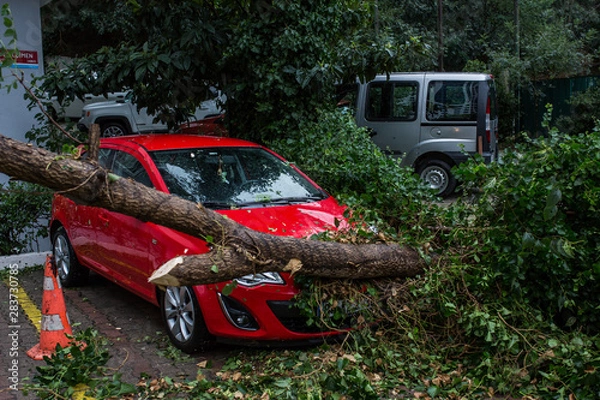 Fototapeta Car under fallen tree.