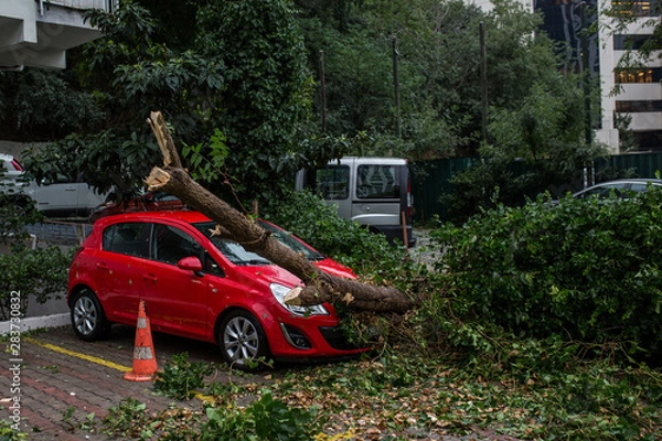 Obraz Car under fallen tree.