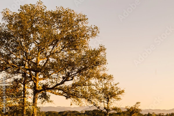 Fototapeta Oak Tree in autumn