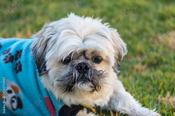 Obraz Shih Tzu Dog Portrait