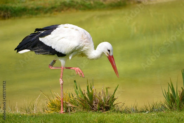 Fototapeta Closeup white stork (Ciconia ciconia) standing on grass, a raised leg, looking for food near of pond