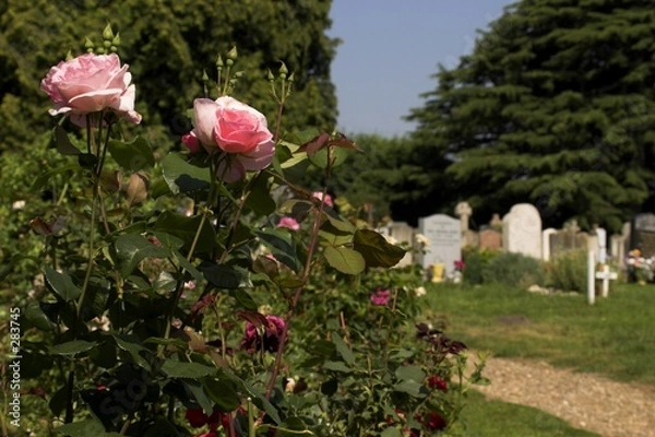 Obraz rose bush in a graveyard