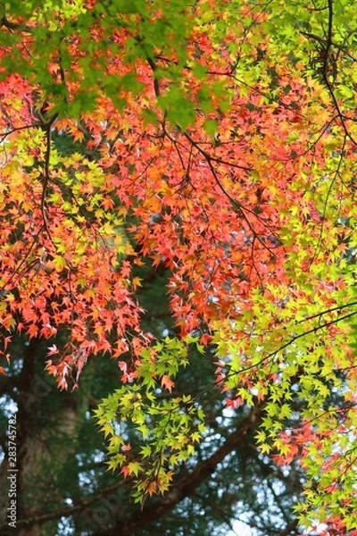 Fototapeta 染まったモミジ