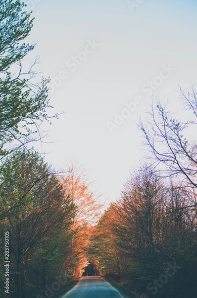Obraz Old Road with trees and sunset