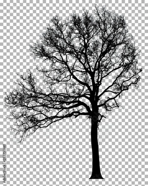 Fototapeta Silhouette dead tree without leaves isolated on transparent background. Clipping path included