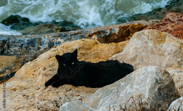 Fototapeta Black cat