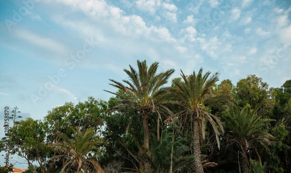 Fototapeta Exotic trees