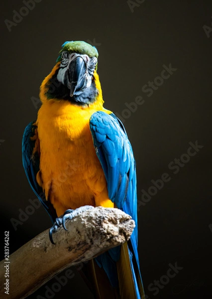 Fototapeta Parrot