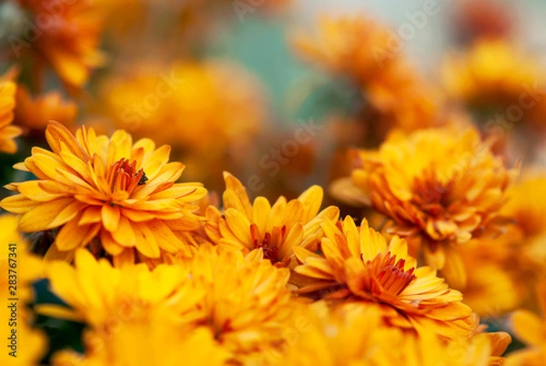 Obraz Orange Chrysanthemum Flowers