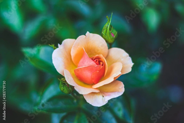 Obraz Red rose in a dark corner