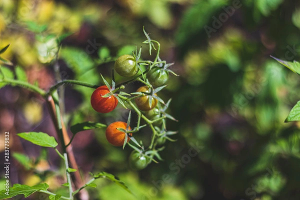 Obraz Wild tomatoes on a branch