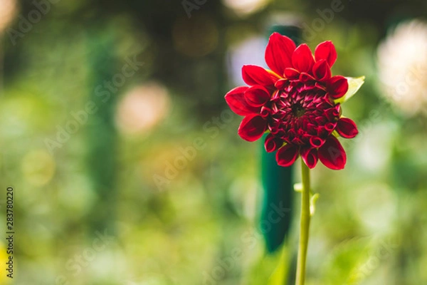 Obraz Red dahlias in the Park on a blurred background