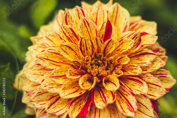 Obraz Yellow dahlias in the Park on a blurred background