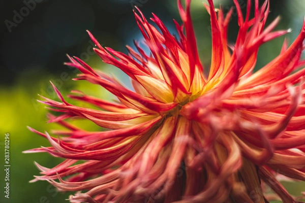 Obraz Red dahlias in the Park on a blurred background