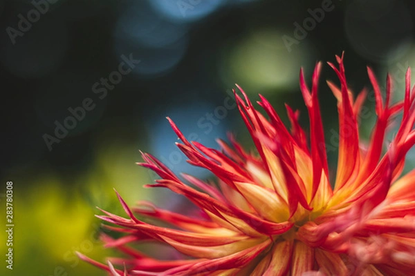 Obraz Red dahlias in the Park on a blurred background