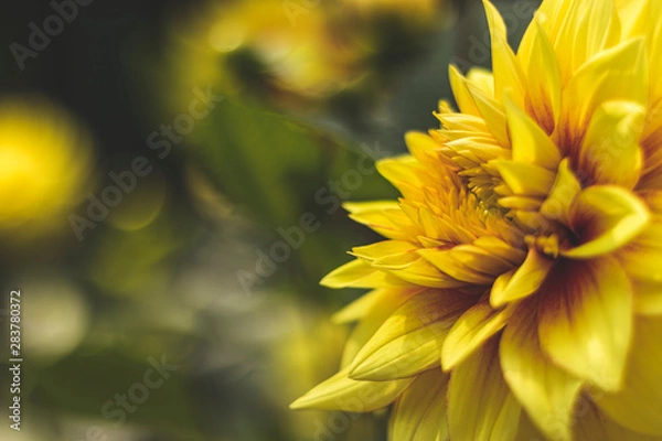 Obraz Yellow dahlias in the Park on a blurred background
