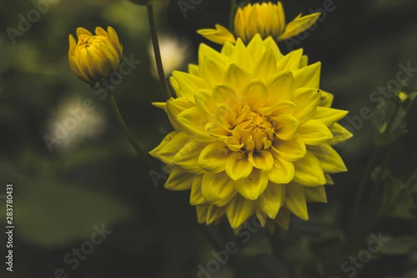 Obraz Yellow dahlias in the Park on a blurred background