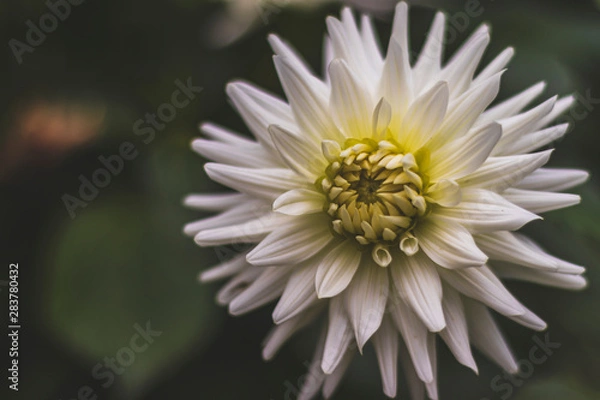 Obraz White Dahlia flower on blurred background