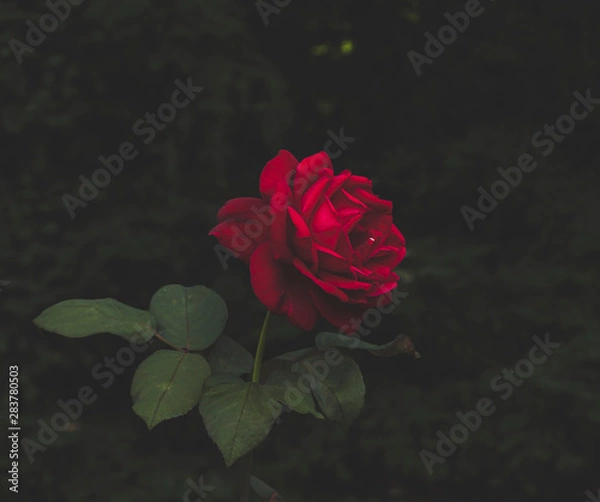 Obraz Red rose in a dark corner