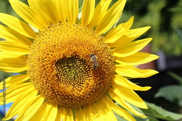 Fototapeta A bee sitting on a flower and collecting nectar