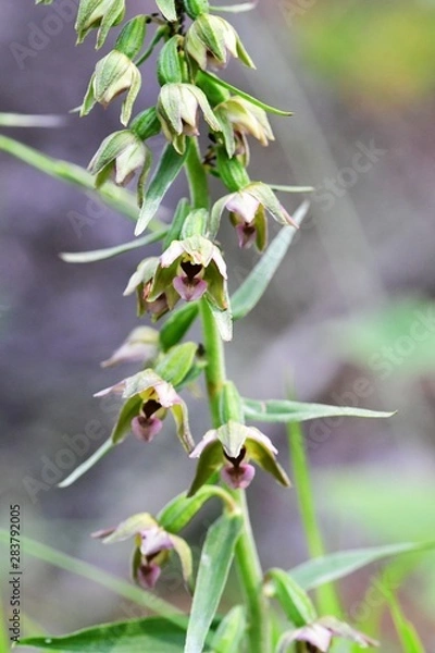 Fototapeta Breitblättrige Stendelwurz, Blüten