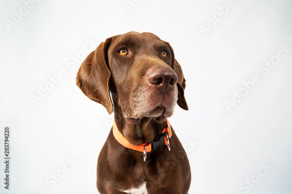 Fototapeta Adorable portrait of weimar with low angle shot- funny dog